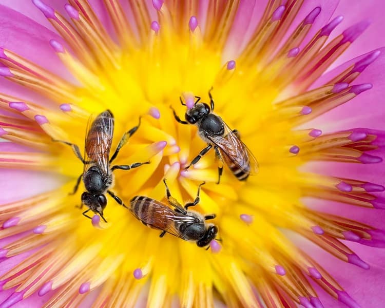 L'intelligence collaborative des abeilles