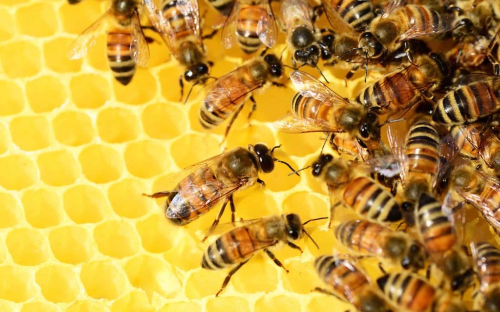 intelligence collective des abeilles